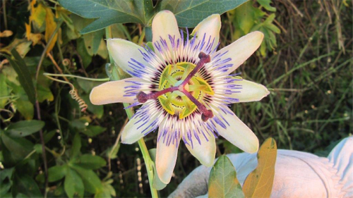 A pretty flower but terrible weed... the wild passionfruit. 