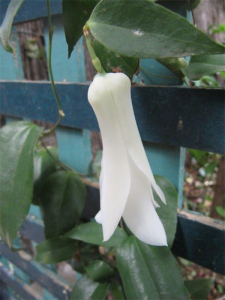 The National Flower of Chile, the stunning Lapageria. 