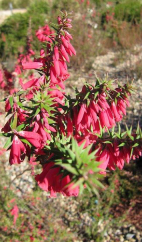 A never ending display of native plants in flower at the Eurobodalla Regional Botanic Gardens, five kilometres south of Batemans Bay. 