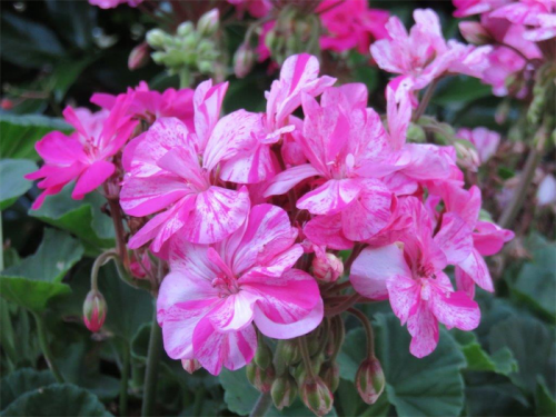An ideal time to take cuttings of geranium and pelagonium. 