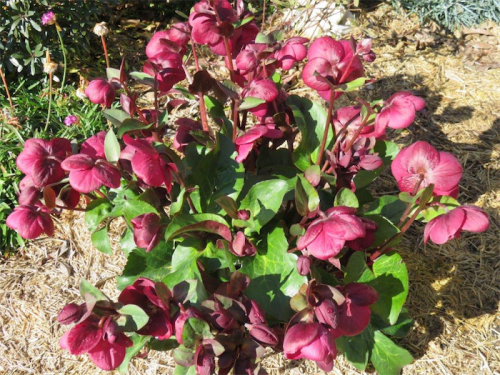 The Helleborus “Anna’s Red”... the leaves are growing at five centimetres a day! 