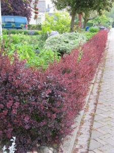 Berberis thunbergii “Little Favourite” as a low hedge or trimmed for a container. 