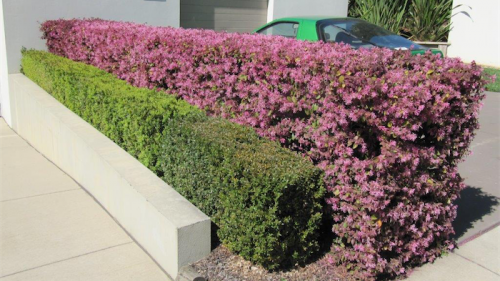 Loropetalum “Plum Gorgeous” makes a great hedge as seen here in Manuka. 