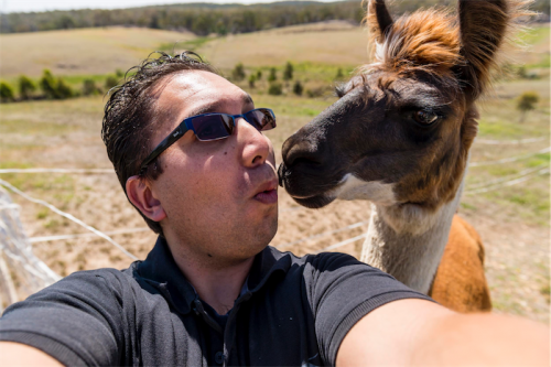 Me and the llama… Andrew Finch’s kiss-and-tell selfie with Zumba. 