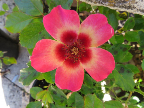 The new rose “Calypso”... for every garden.