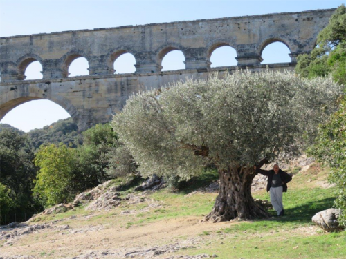A 3000-year-old olive tree at the Pont du Gard aqueduct at Arles in Provence.      