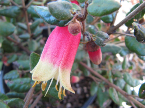 Canberra’s centenary flower Correa “Canberra Bells”... a compact, small shrub with two-tone red and cream flowers. 