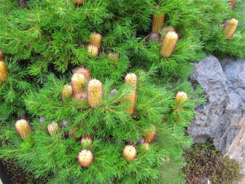 Ideal for small gardens, Banksia “Birthday Candles”. 