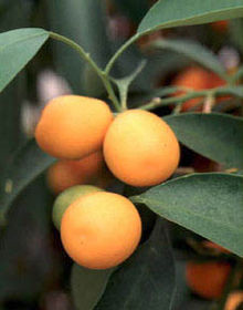 Kumquats grow well in containers.