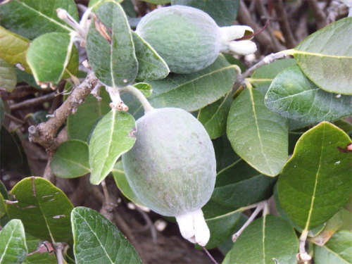 Feijoa makes a great fruiting hedge. 