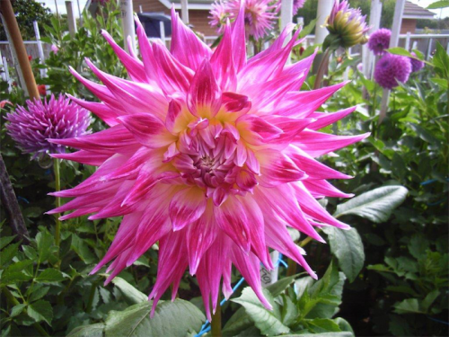 Dahlias… it’s time to dig them up for winter.   