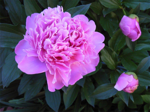 The queen of flowers, the peony. 