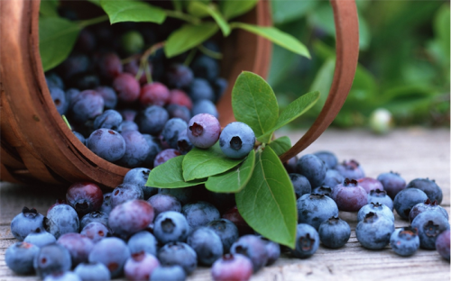 Blueberries… increasingly popular for the home gardener. 