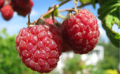 Raspberries... extend the growing season by planting the summer and autumn fruiting varieties. 