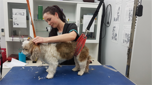 Dog groomer Caitlin Howship working on another "gorgeous bundle of fluff." 