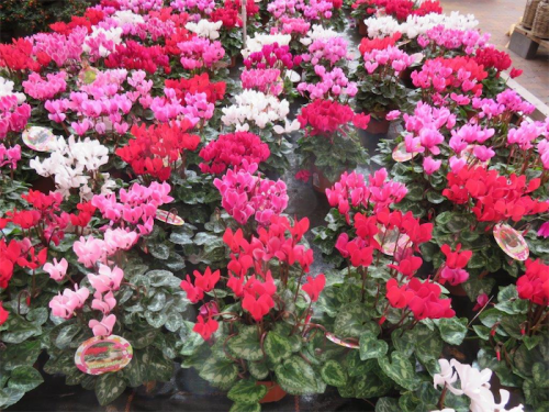 Cyclamen, the perfect indoor plant for winter. 