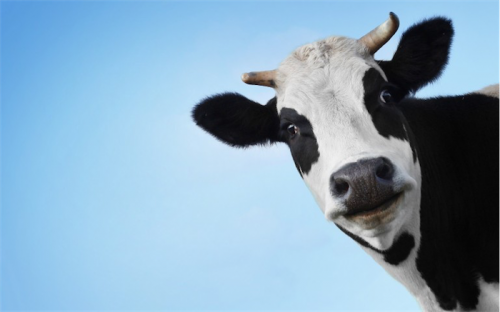 cow-face-funny-wallpaper-768x480