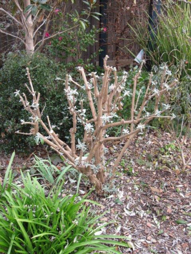 Most deciduous shrubs, such as Buddleia (or Butterfly Bush), can be hard pruned. 