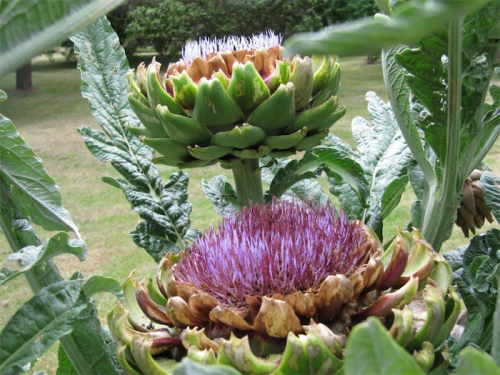Big, bold flowers of the globe artichoke... often grown in the ornamental garden.