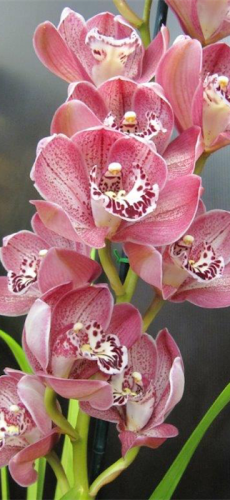 Orchids… so easy to look after, almost surviving on neglect.     