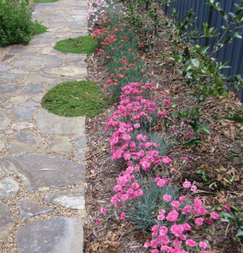 Dianthus… an ideal border plant along paths spaced 15cm apart.