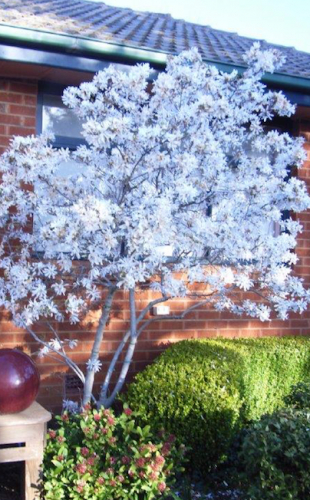 Magnolia stellata… now's the time to move deciduous shrubs when dormant.