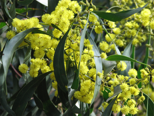 Acacia pycnantha… Australia’s national flower first recorded by explorer Thomas Mitchell.