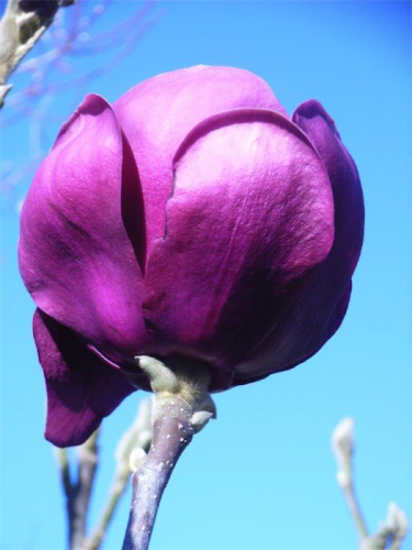 The Magnolia “Black Tulip”... with purple-black blooms up to 15cm across. 