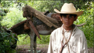 A still from Mexican movie ‘Burros’ (Donkeys)