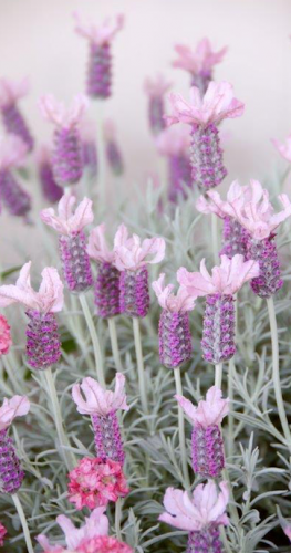 Lavandula “Ghostly Princess”... aptly described, especially when seen in flower through an early morning mist. 