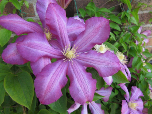 Clematis are one of the easiest plants to grow for summer colour. 