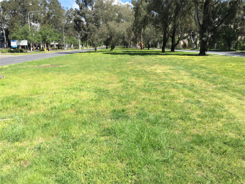 Tomorrow calling… A section of Northbourne Avenue now bare and treeless.
