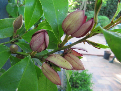 The velvet-brown buds of a Port wine magnolia… and, yes, the fragrance is just like a good quality port wine. 