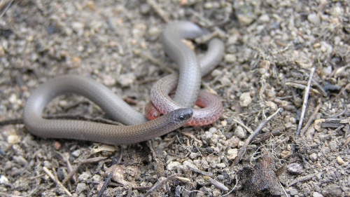 The Pink-tailed Worm-lizard. Photo ACT Government