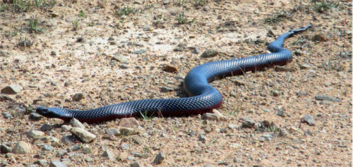 Good guy… a red-belly black snake, which is reluctant to bite. Photo by Heike Hahner