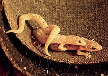 Marbled gecko