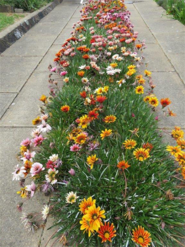A colourful solution to a driveway… hardy, colourful gazanias. 