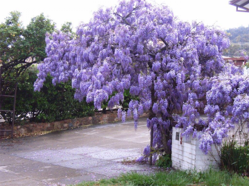 What a show, wisteria in full bloom in a Canberra garden.