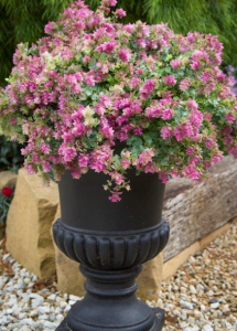 A pot of Origanum “Bellissimo”... a new ornamental variety. 