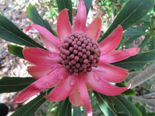 The flowers of the Waratah “Canberry Gem”. 