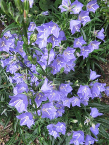 The delicate soft blue flowers of Canterbury Bells. 