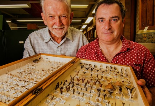 Volunteer Glen Cocking, left, and insect collection chief Dr David Yeates, who says the number of different species of insect in Australia is around 200,000 and “we only have names for about 25 to 30 per cent”. Photo by Gary Schafer 