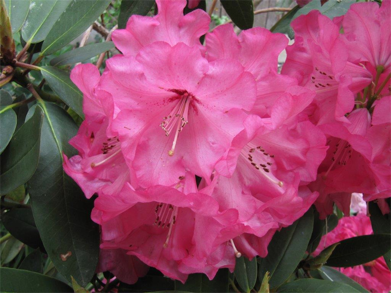 Gardening: Behold the brilliant rhododendron | Canberra CityNews