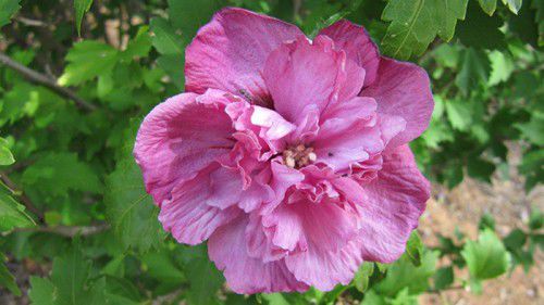 Aloha to lots of local hibiscus