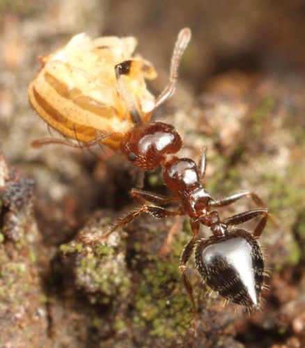 What better way to celebrate Valentine’s Day than looking for ants on Mount Majura?
