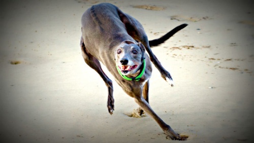 The end is near for greyhound racing