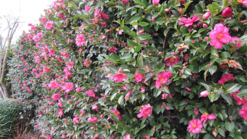 Gardening / Time to make the most of camellias
