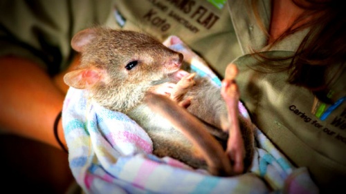 Who wants to be a Bettong Buddy?