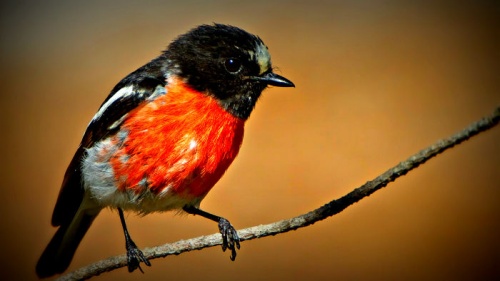 Can you help save the Scarlet Robin?