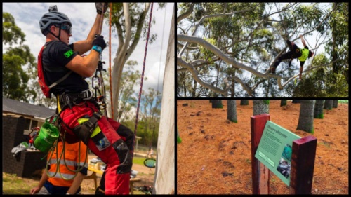 Climbing competition to cap Canberra Tree Week